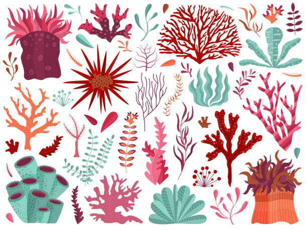 Underwater Coral Reef with Seaweeds and Anemones Set of underwater ocean coral reef plants, corals and anemones. Aquatic and aquarium seaweeds, tropical coral-reef elements. Marine algae, sea wildlife, sponges and seagrasses elements collection. sea anemone stock illustrations