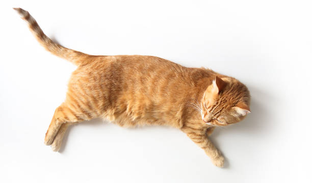 Ginger cat lying on a white table. Cute cat with green eyes. At the veterinarian. Top view stock photo