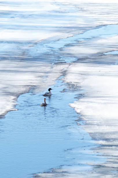 Nature and wildlife, nature at the winter, snow and ice, white winter