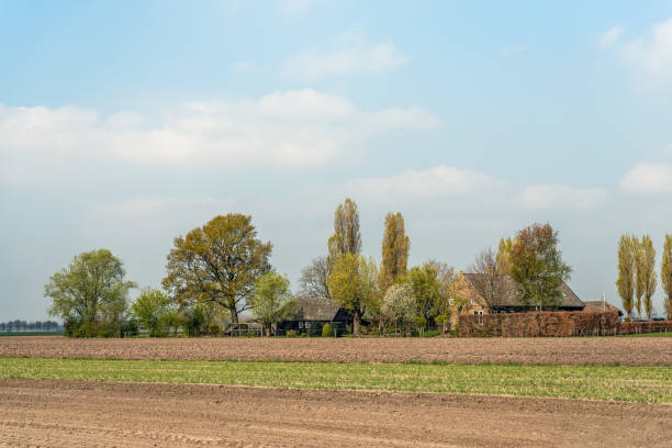 Typical old Dutch farmhouse with a barn surrounded by trees, hedges and a fence. The photo was taken in the beginning of the spring season.