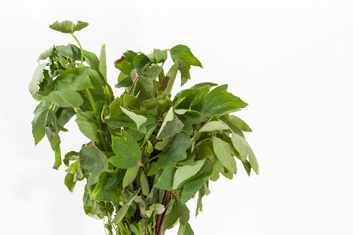 Bunch of Roselle or Gongura leaves (Hibiscus sabdariffa) leaves on a white background