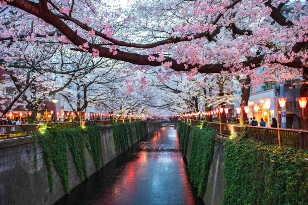 istock Cherry Blossoms At Meguro River, Tokyo, Japan 1143430331