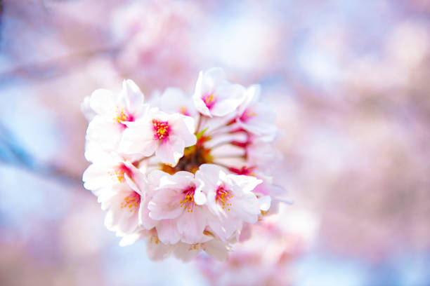 istock Blooming Cherry Blossoms In Tokyo, Japan 1143430332