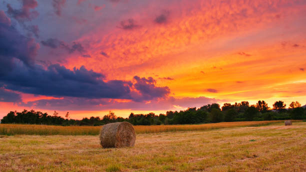 istock Hay bale field in colorful sunset 1143431165