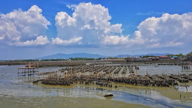 istock The oyster farm in Thailand 1143431263