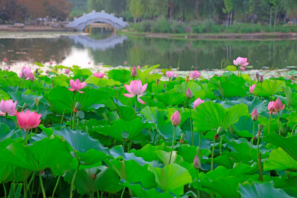istock Lotus and bridges in the park 1143431568