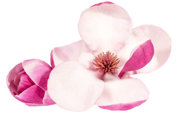 白い背景に孤立したピンクのマグノリアの花 - magnolia white pink blossom ストックフォトと画像