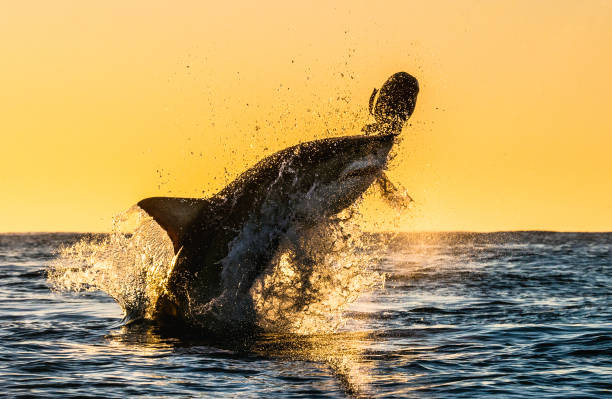 istock Silhouette of the jumping Great White Shark. 1143432526
