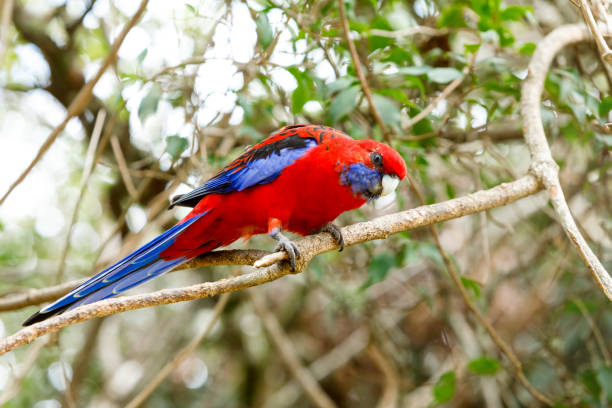 istock Australian Crimson Rosella 1143432557