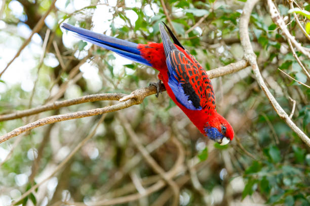 Australian Crimson Rosella (Platycercus Elegans) in Lamington National Park