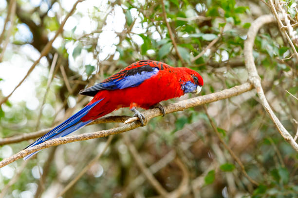 istock Australian Crimson Rosella 1143432572