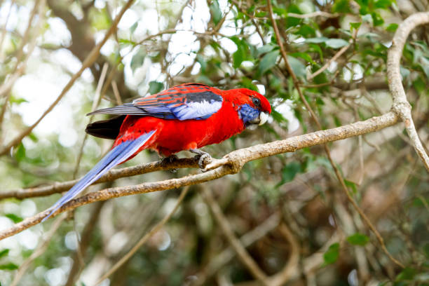 istock Australian Crimson Rosella 1143432573