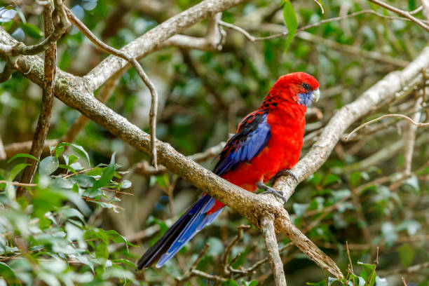 istock Australian Crimson Rosella 1143432590