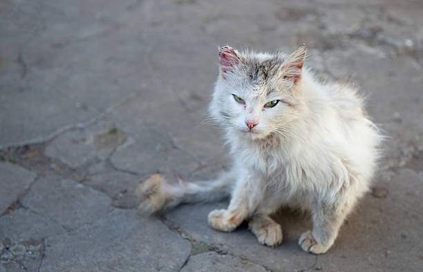 vagrant cat - domestic cat city life animal pets fotografías e imágenes de stock