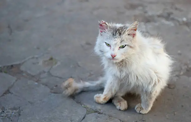 Photo of Vagrant cat