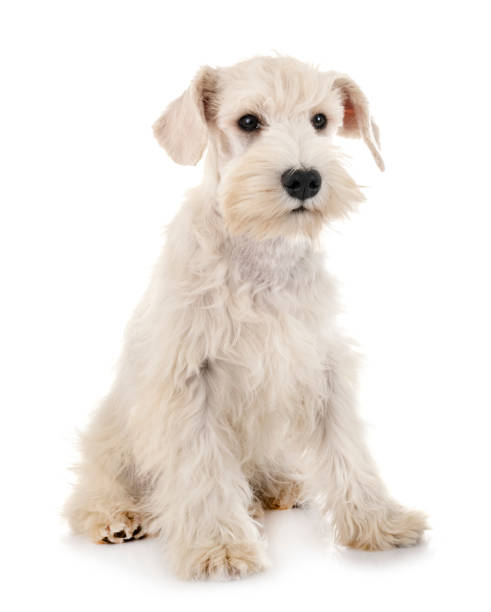 istock puppy white miniature schnauzer 1143435212