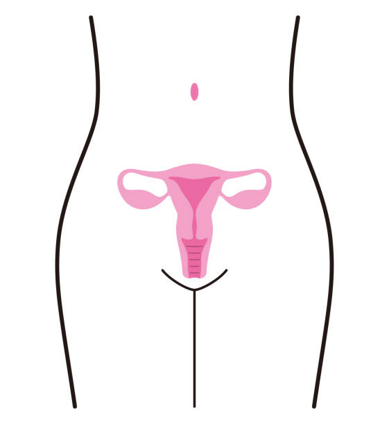 ilustrações de stock, clip art, desenhos animados e ícones de woman organ uterus, vector illustration - human fertility illustrations