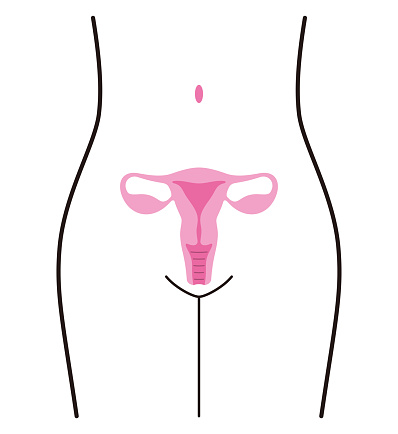 woman organ uterus, vector illustration