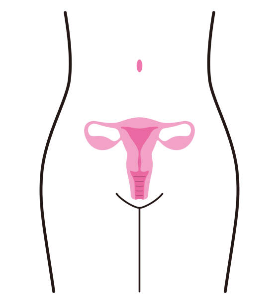 woman organ uterus, vector illustration woman organ uterus, vector illustration gynecology stock illustrations