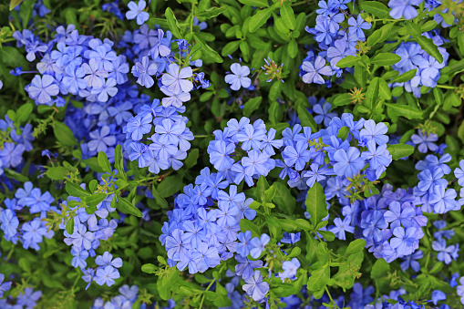 Close-up cape leadwort (Plumbago auriculata) flower in the garden.