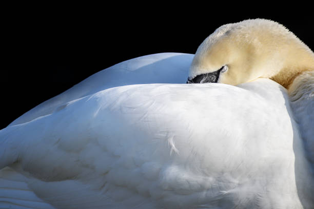 istock sleeping mute swan (Cygnus olor) puts his head under the wings, copy space 1143436795