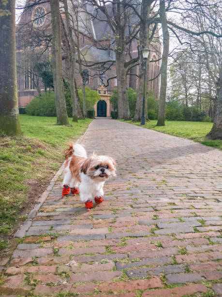 Shih Tzu dog