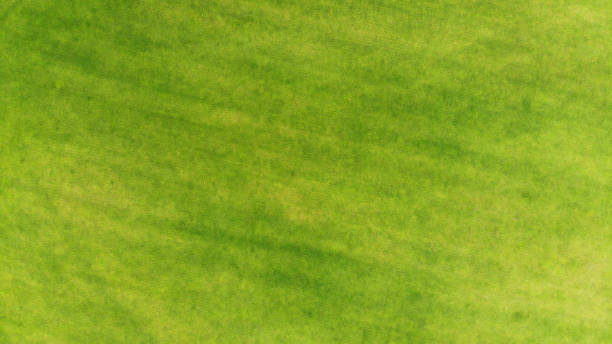 istock Aerial. Green grass texture background. Top view. 1143439013