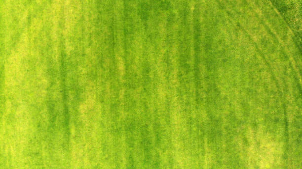 istock Aerial. Green grass texture background. Top view. 1143439033
