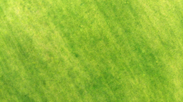 istock Aerial. Green grass texture background. Top view. 1143439128