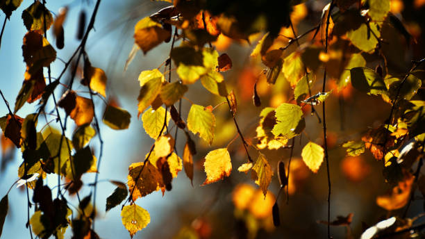 istock Birch leaves in autumn 1143439205