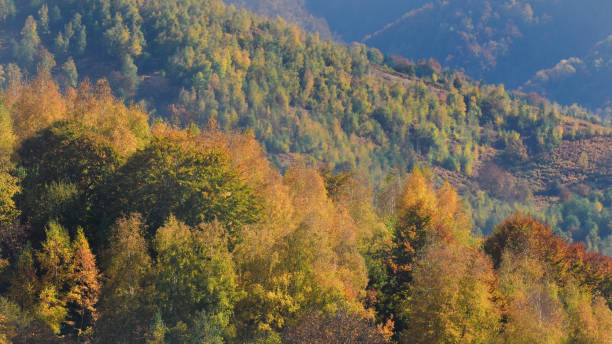 istock Forest in late Autumn 1143439214