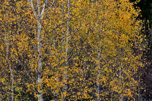 Birch leaves in autumn Birch leaves in autumn birch gold group review rankings stock pictures, royalty-free photos & images
