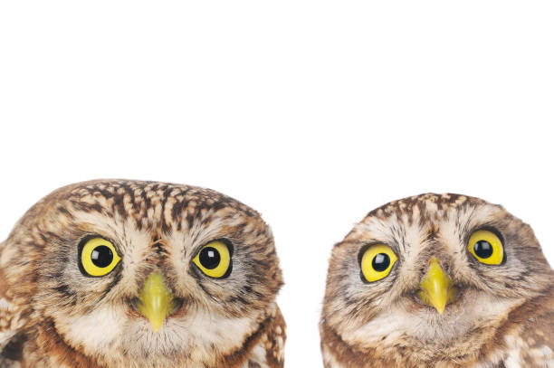 istock two little owl isolated on white 1143440777