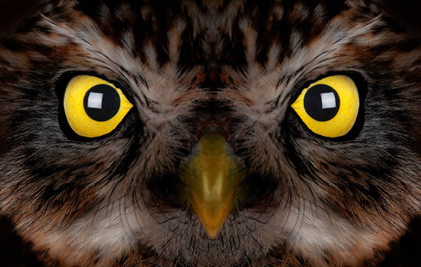 istock portrait of an owl with eyes 1143440899