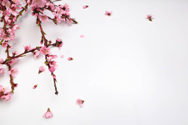istock Peach blossom on pastel white background. Fruit flowers. - Image 1143440906