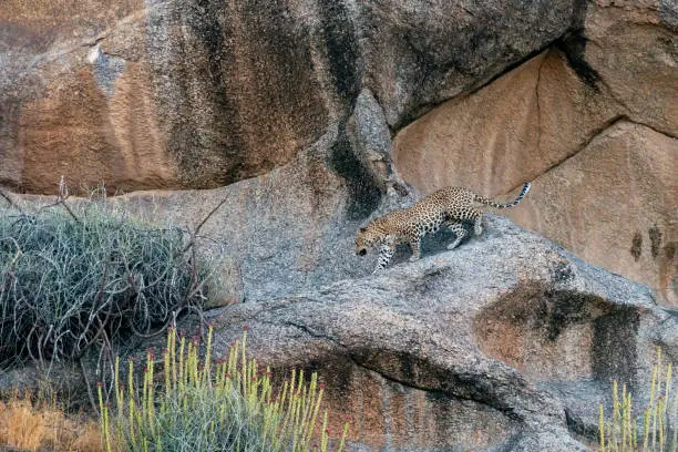 Photo of Leopard Climbing  down a  Rocky Hill at Bera,Rajasthan,India