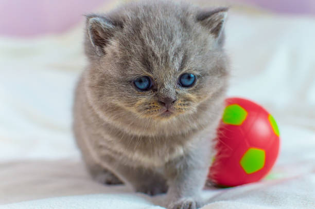 istock little kitten plays with a ball 1143441100