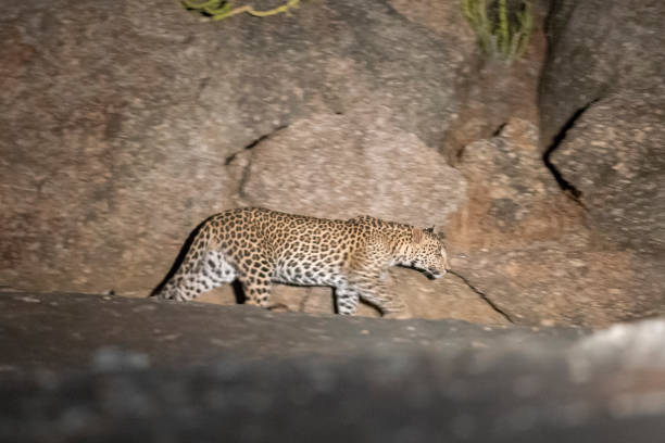 istock Leopard on a move at night at Bera,Rajasthan,India 1143441597