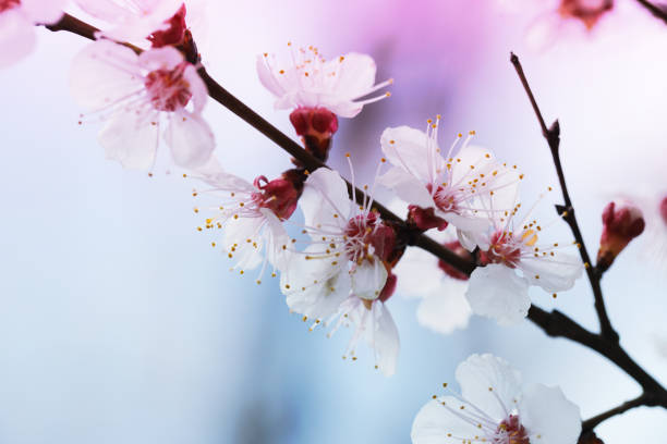 istock blooming  flower in spring time close up view - Image 1143442213