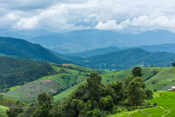 istock Paddy Rice Field Plantation Landscape with Mountain View Background 1143444759