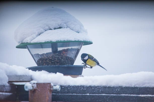 istock A beautiful bird in a Norwegian winter. 1143444842
