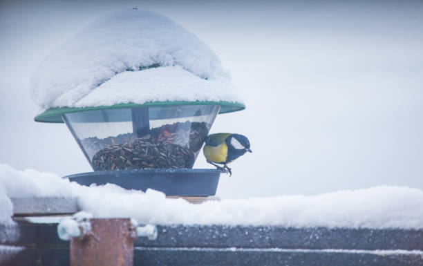 istock A beautiful bird in a Norwegian winter. 1143445030