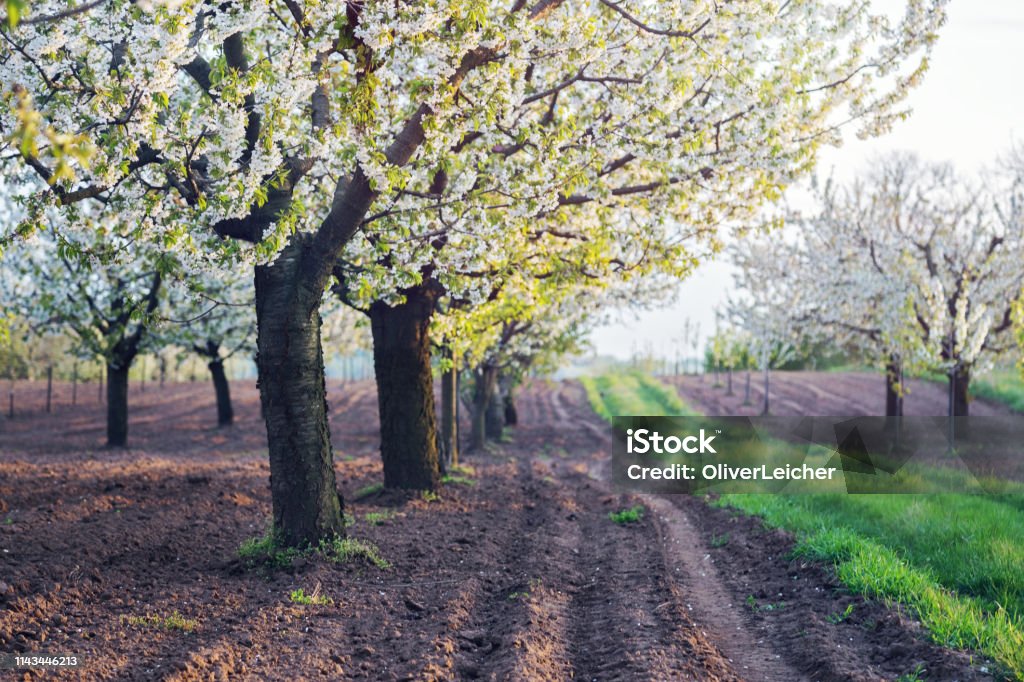 Beautiful white cherry trees in full blossom Beautiful white cherry treesin a row  in full blossom Agriculture Stock Photo