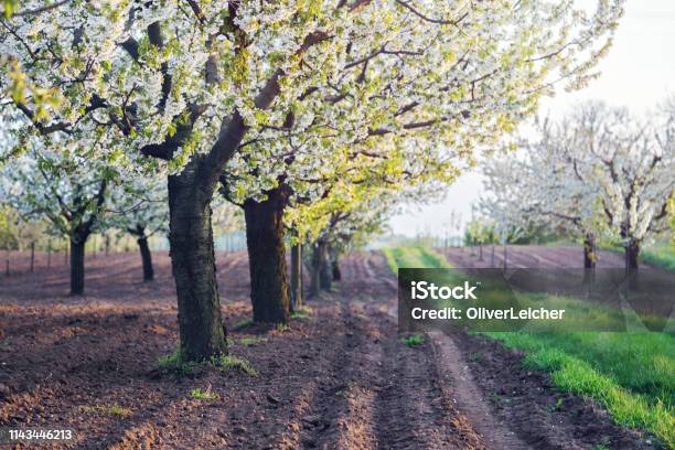 Beautiful White Cherry Trees In Full Blossom Stock Photo - Download Image Now - Agriculture, April, Awe