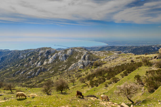 Gargano promontory: panoramic view from Monte Sant'Angelo. Rural landscape with flock and pasture: on background Adriatic coast: with  the Gulf of Manfredonia. ITALY (Apulia).