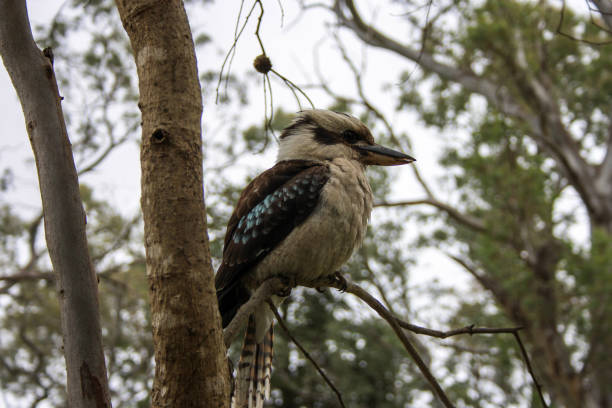 istock Laughing kookaburra sitting on a tree near Adelaide, South Australia 1143447962