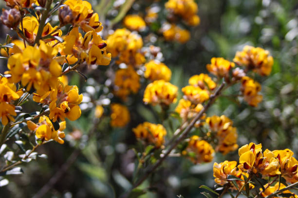 istock Yellow, orange flowers in Adelaide, South Australia 1143447963