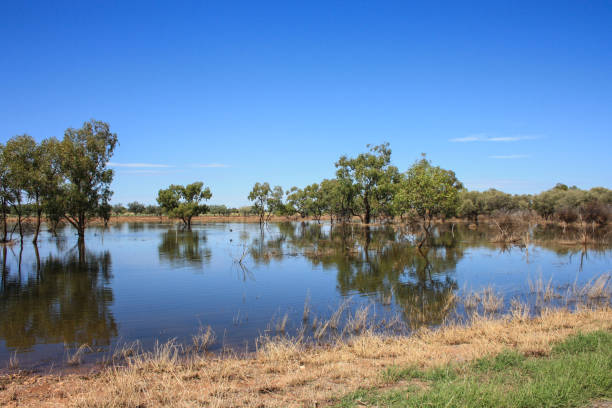 istock Australian flooded outback, scenic view on some trees, grassland and water reflections 1143448099