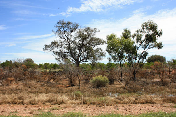 Australian flooded outback, scenic view on some trees, grassland and water reflections