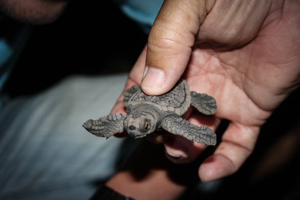 Loggerhead sea turtle (Caretta caretta) hatchling at Mon Repos Beach, Australia close-up, held in a humans hand